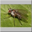 Dolichopoda sp - Langbeinfliege 03a.jpg